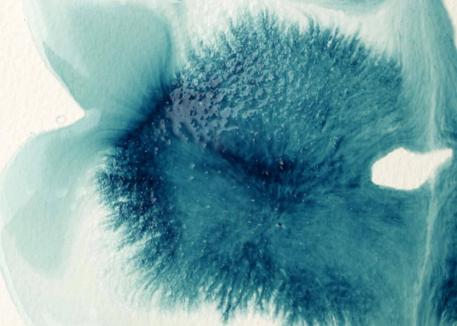 Canvazo