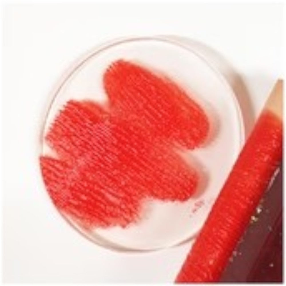 Gelli Arts 4 Inch Round Gelli Printing Plate